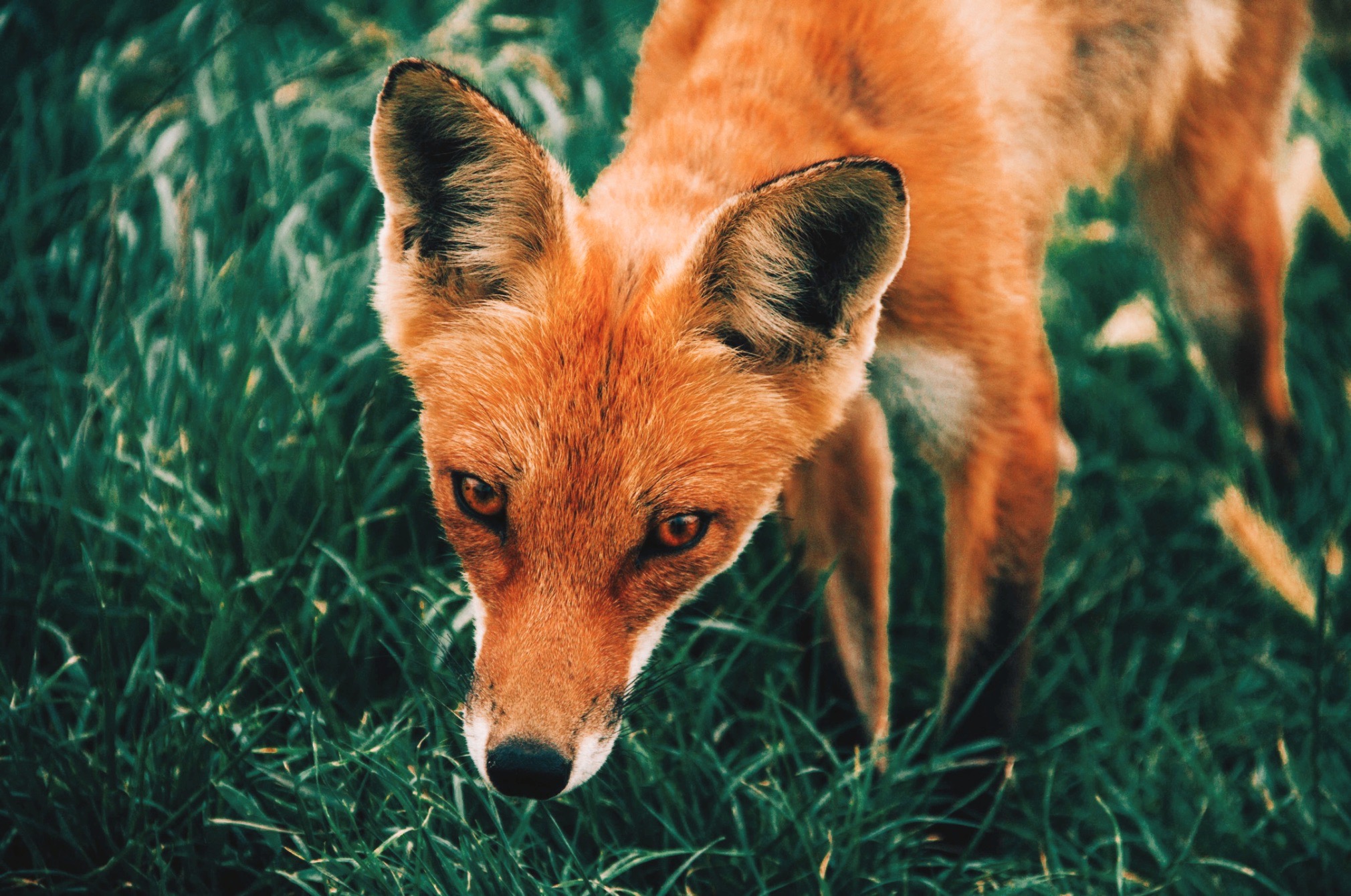 The True Meaning of Spirit Animals, and How to Find Yours