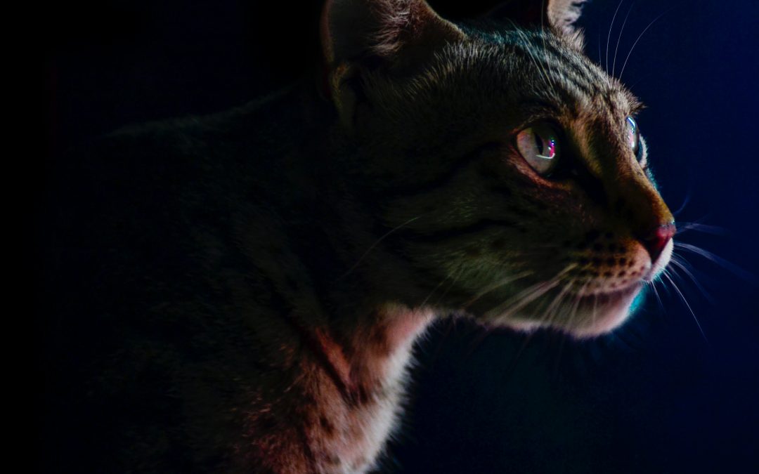 Full Moon in Leo Ritual: Energy Reading & Self Love