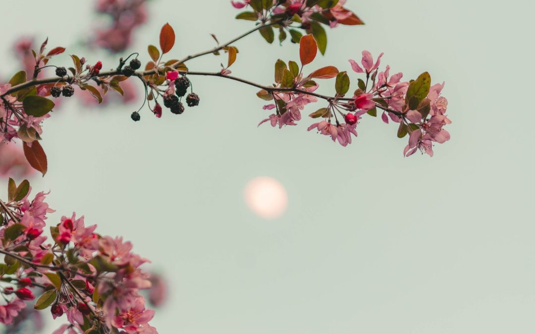 A Witch’s Guide to Celebrating the Full Flower Moon in May