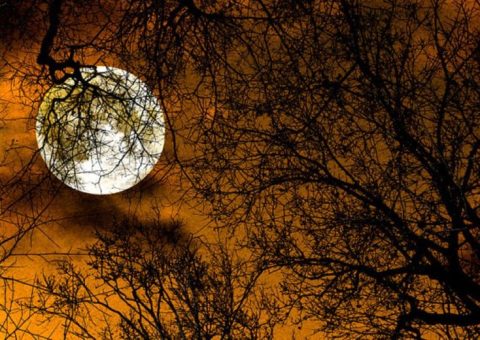 A Witch's Guide to Celebrating the Hunters Moon: Rituals & More