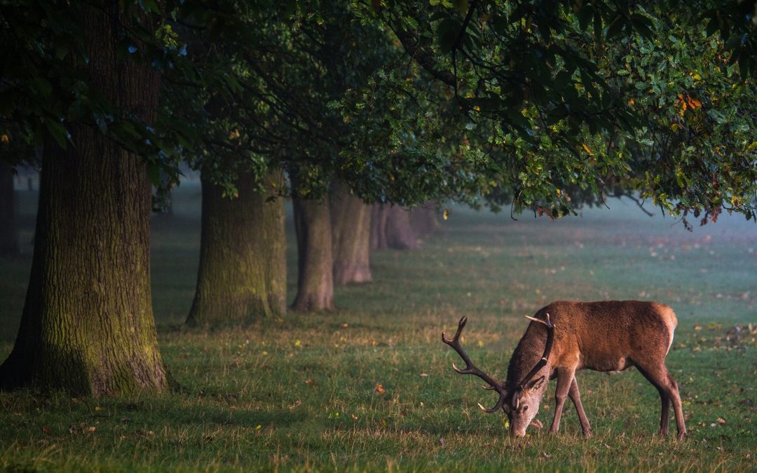 A Witch’s Guide to Celebrating the Full Buck Moon: Spiritual Meaning, Rituals & More