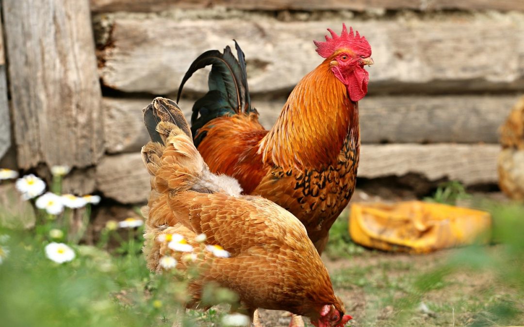Why Raising Chickens Might Be the Most Grounding Thing You Can Do