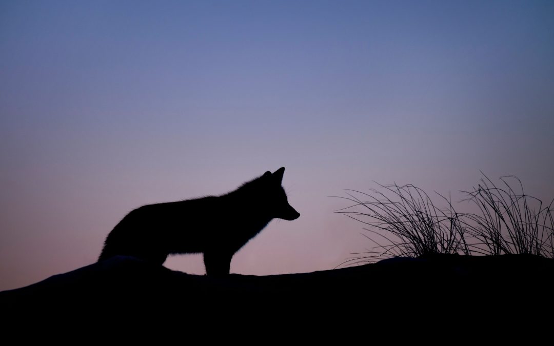 What Is the Wolf Moon? The Mystical Meaning Behind January’s Full Moon