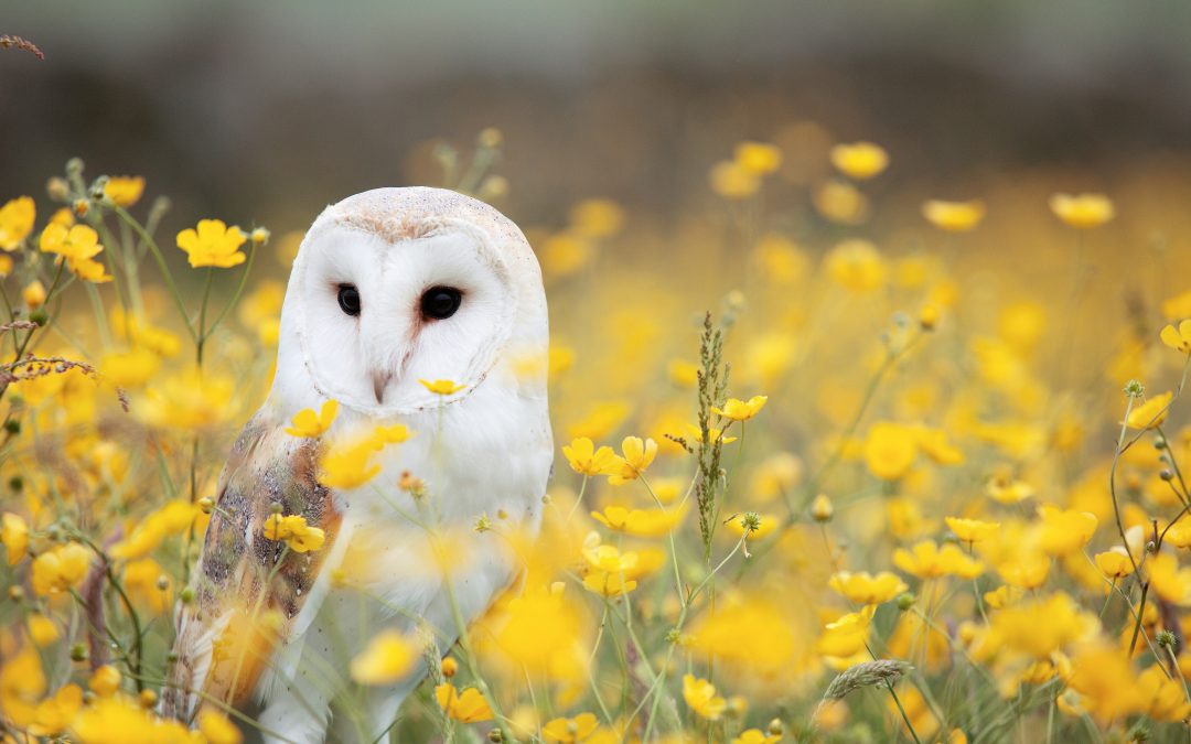 Heard an Owl Hoot 3 Times? Here’s the Spiritual Meaning Behind It