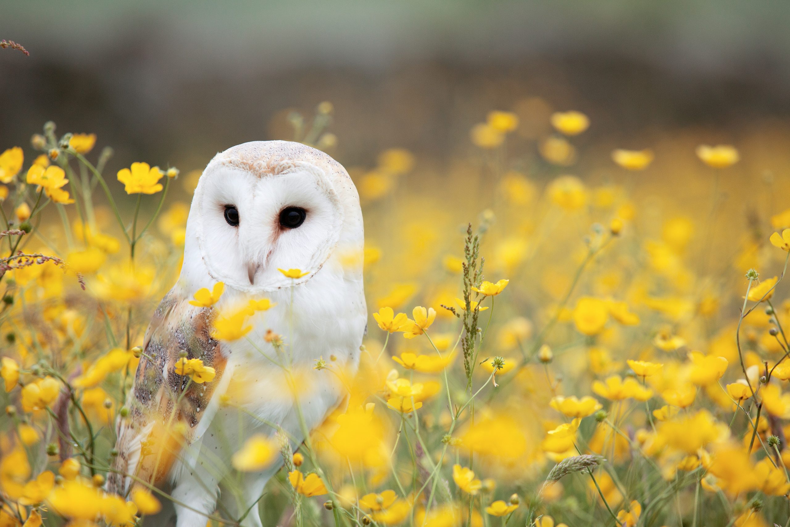 Heard an Owl Hoot 3 Times? Here’s the Spiritual Meaning Behind It