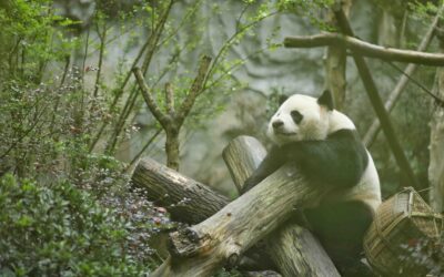 The Spiritual and Symbolic Meaning of the Panda Bear